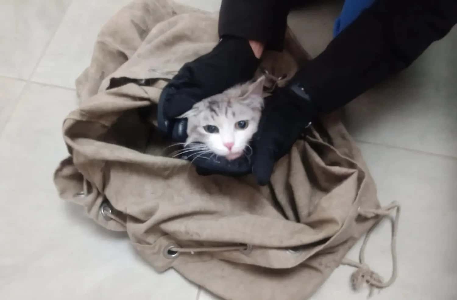 Взобрался на самую верхушку: на Урале спасли кота, который два дня просидел на дереве во время шторма