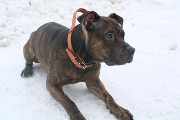 В Нижнем Тагиле пес предотвратил кражу из магазина продуктов