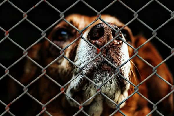 В Нижнем Тагиле появится приют для животных