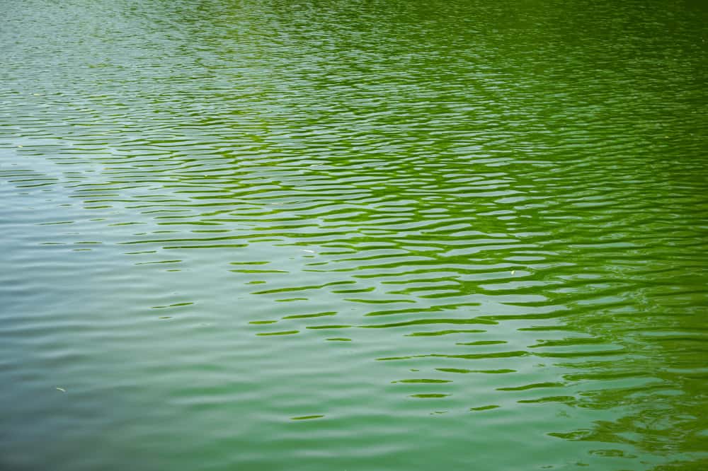 Расследование дела о женщине, которую сбил катер, продлили на месяц