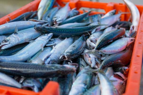 На полках уральских магазинов могла появиться рыба сомнительного качества