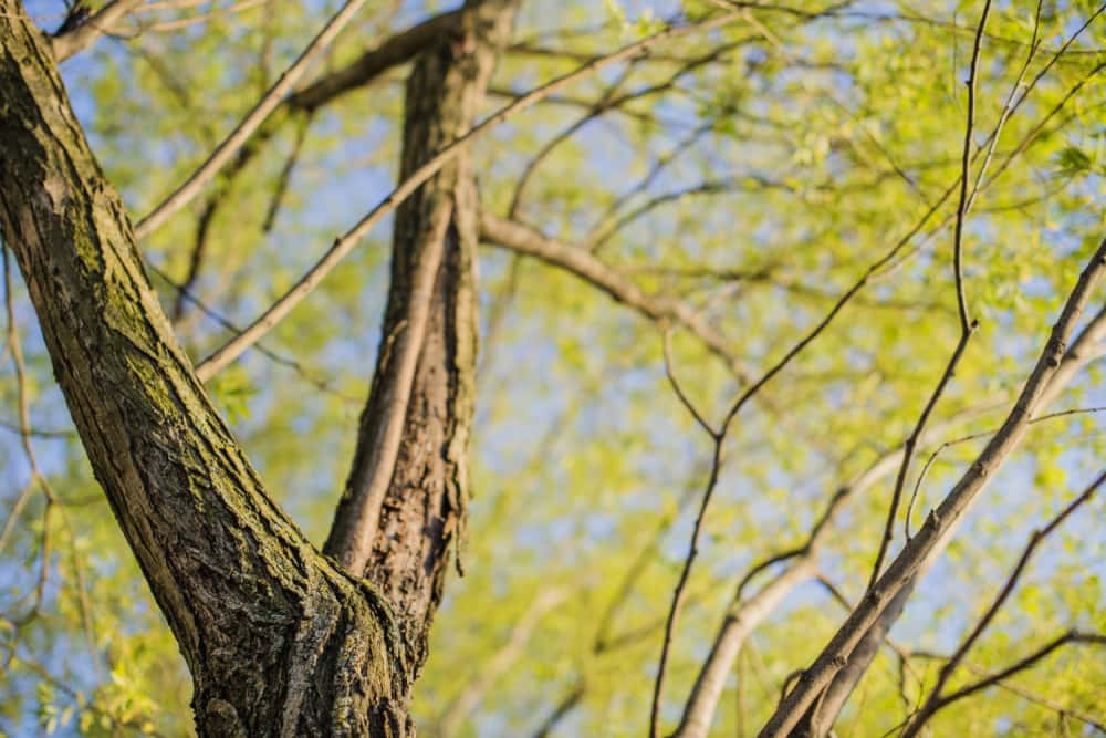 В Нижнем Тагиле перестанут обрезать деревья «под столб»