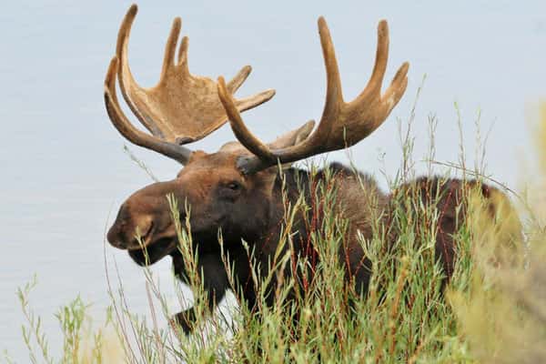Еще один лось погиб на трассе Екатеринбург – Нижний Тагил – Серов — его сбила женщина