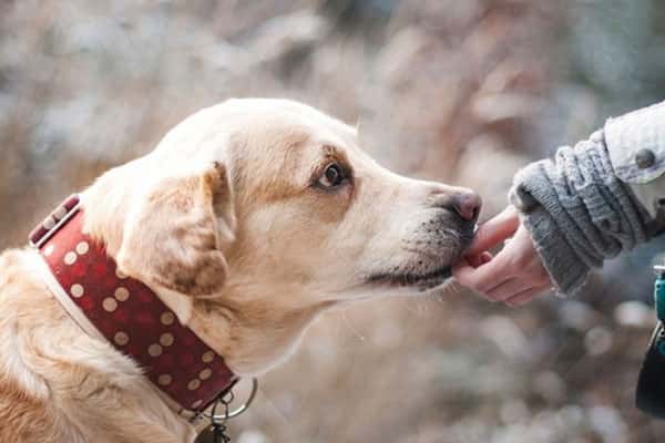 За 2024 год в Свердловской области зарегистрировали свыше 30 случаев бешенства