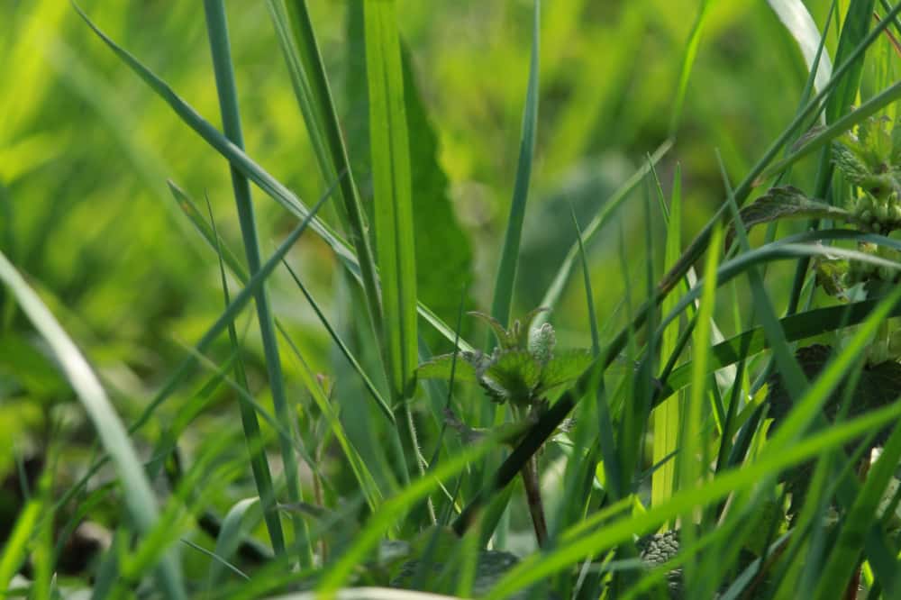 «На джунгли похоже»: во дворах Нижнего Тагила за лето ни разу не покосили траву