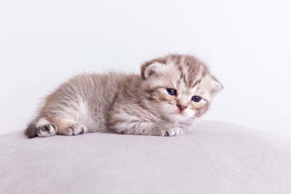 В нижнетагильский подъезд подкинули коробку с котятами