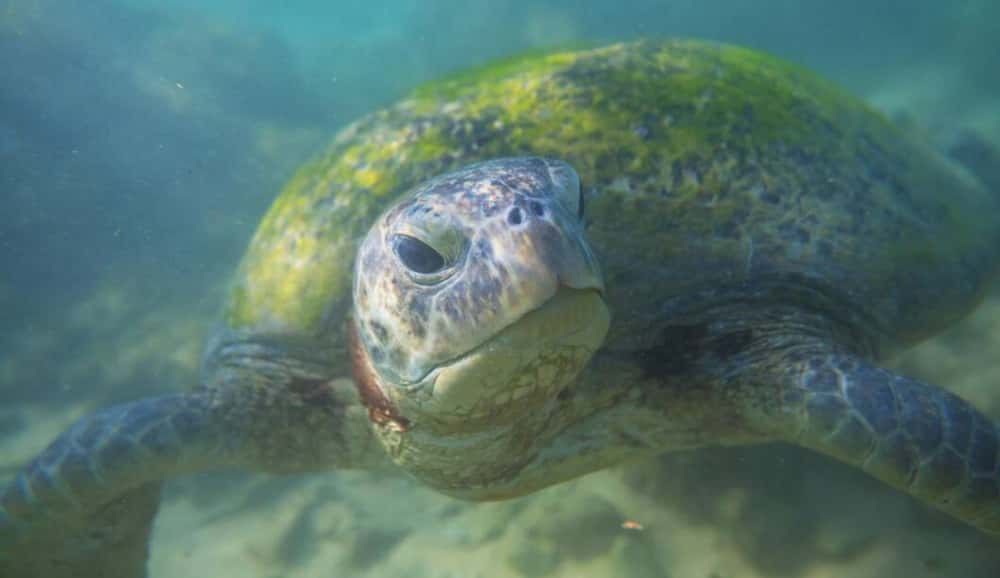 В Нижнем Тагиле рыбак поймал черепаху на удочку