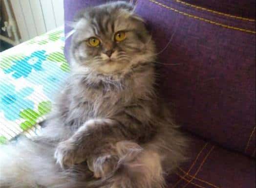 Семья ищет любимую кошку уже месяц после обрушения дома в Нижнем Тагиле