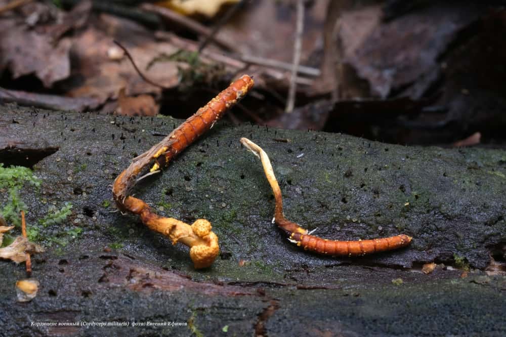 Дороже золота: свердловчанин нашел в лесу самый дорогой гриб в мире