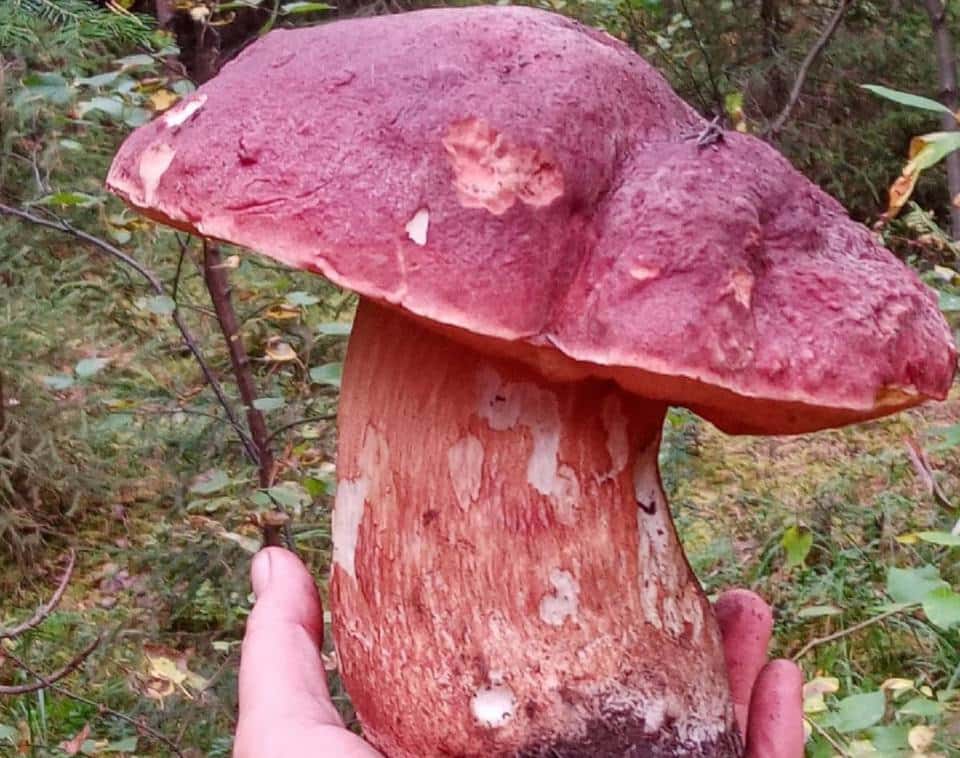 Почти килограмм: свердловчанка нашла огромный гриб в лесу
