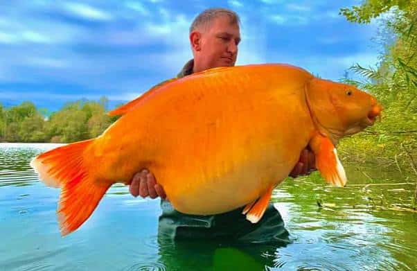 Во Франции рыболовы отдали дань уважения самой большой в мире золотой рыбке