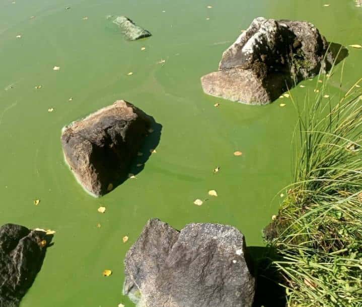 В питьевом водоеме Нижнего Тагила позеленела вода