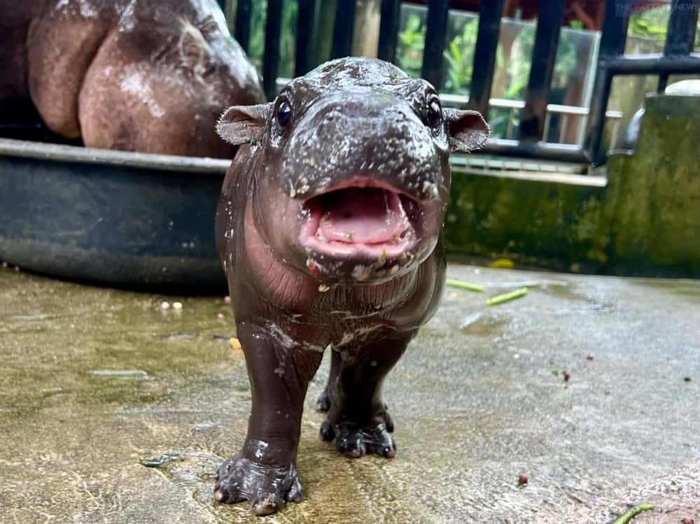 Детеныш карликового бегемота покорил Интернет своей фотогеничностью 