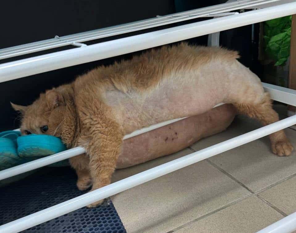 Кот Крошик, который весит 17 килограммов, пытался сбежать с принудительной диеты, но застрял в обувнице