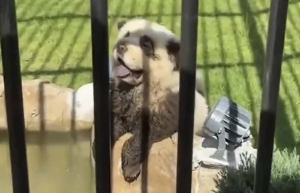 В Китайском зоопарке собак перекрашивали в другие цвета и выдавали их за панд