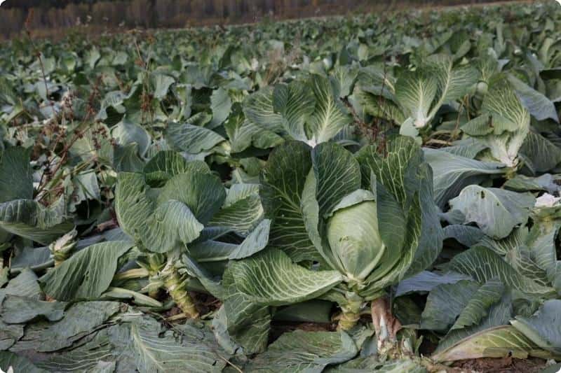 В Свердловской области отметили высокую урожайность овощей