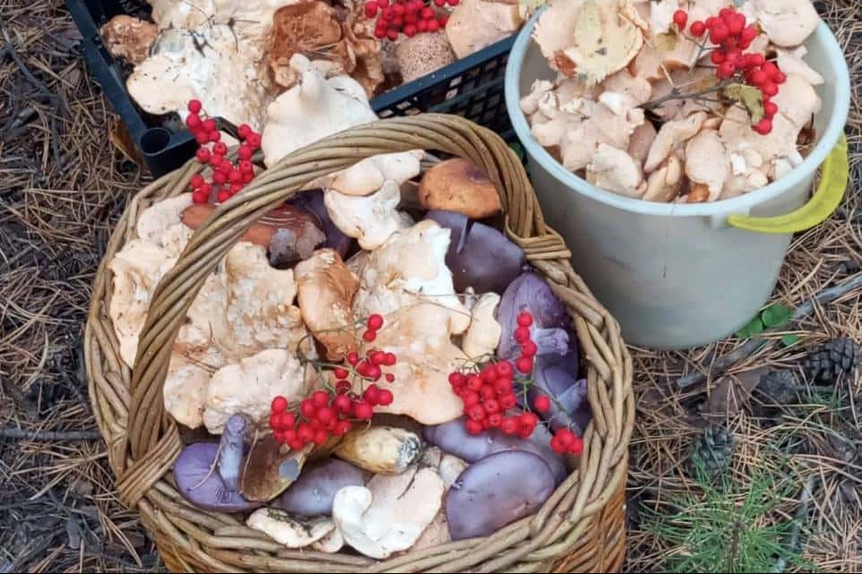 Фиолетовые грибы, грузди и ежовик: свердловчанки делятся своими находками в лесу 