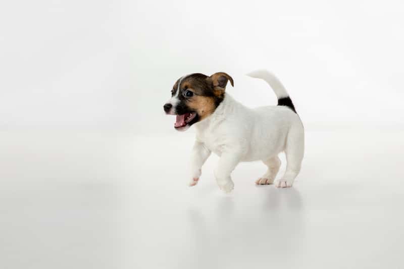 Кинолог рассказал, почему маленькие собаки такие злые