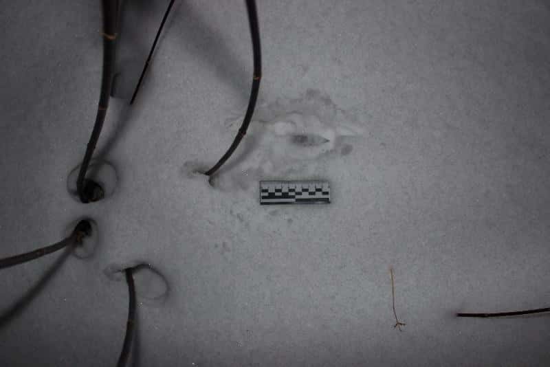 Жительнице Свердловской области дали 13 лет за убийство собутыльников