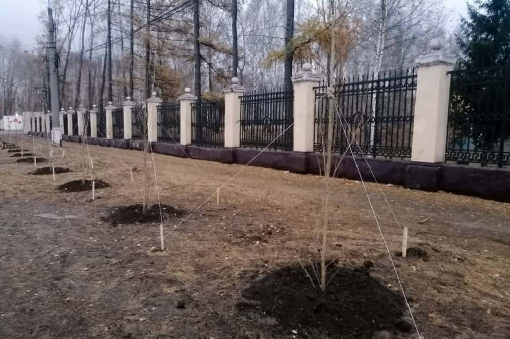 В Нижнем Тагиле на улице Металлургов высадили 176 молодых деревьев
