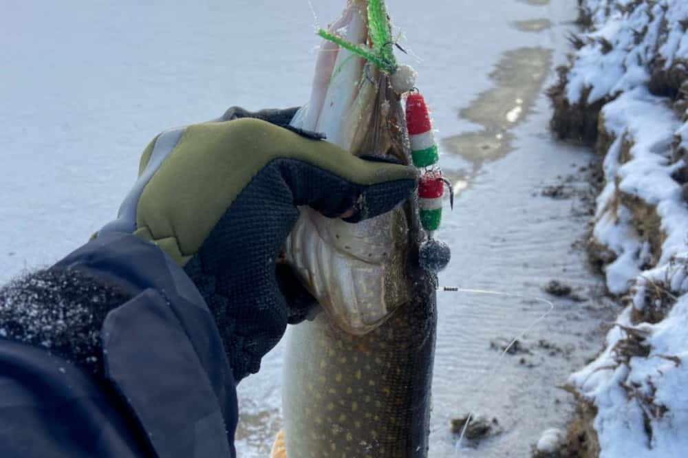 «Поймал более 15 хвостов»: в Свердловской области рыбак поделился результатами удачной ловли