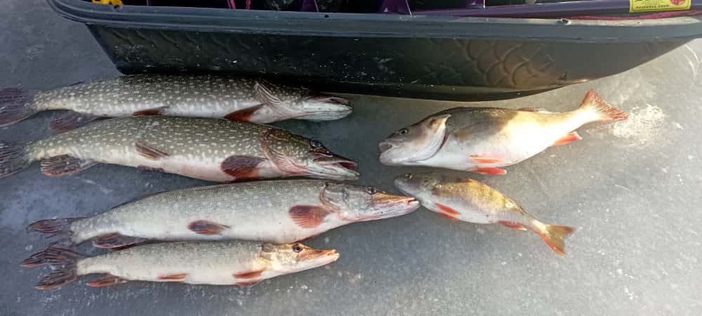 Под Нижним Тагилом рыбаки открыли сезон: мужчина обновил личный рекорд по окуню