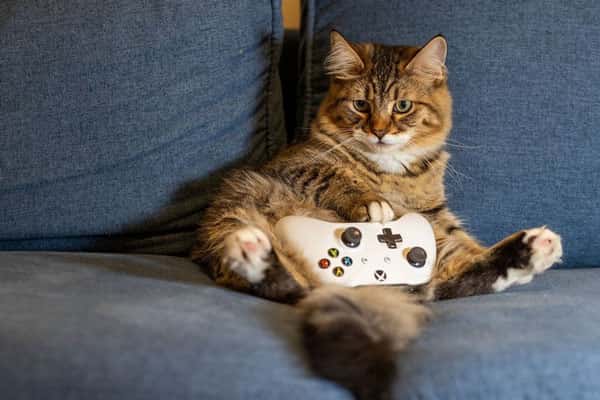 В России введут штрафы за неправильное содержание домашних животных