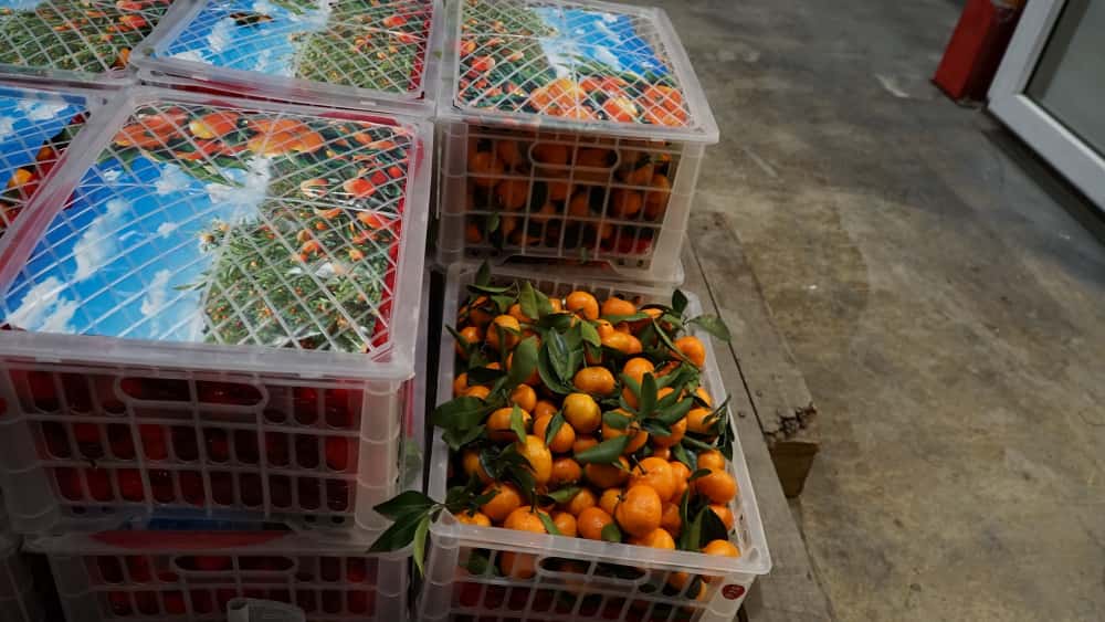 В Свердловскую область в 2024 году поступила крупная партия мандаринов весом более 20 тонн