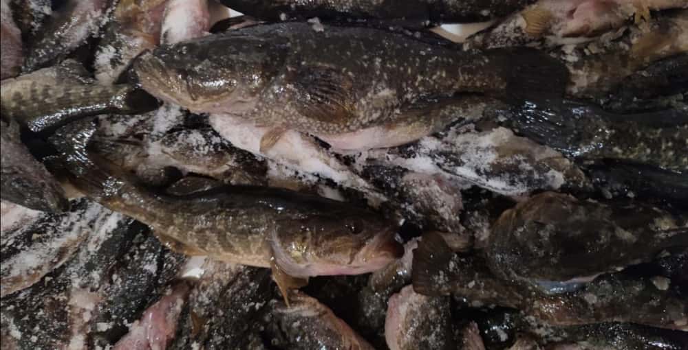 «Ловили на куриную ножку»: в Свердловской области мужчины выловили 171 рыбу за одну рыбалку