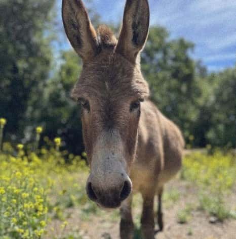 Умер ослик, послуживший моделью для Осла из «Шрека»: животное прожило 30 лет