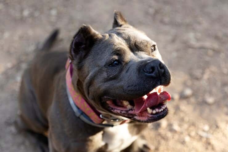 Огромный пес на самовыгуле проявляет агрессию и пугает жителей Нижнего Тагила