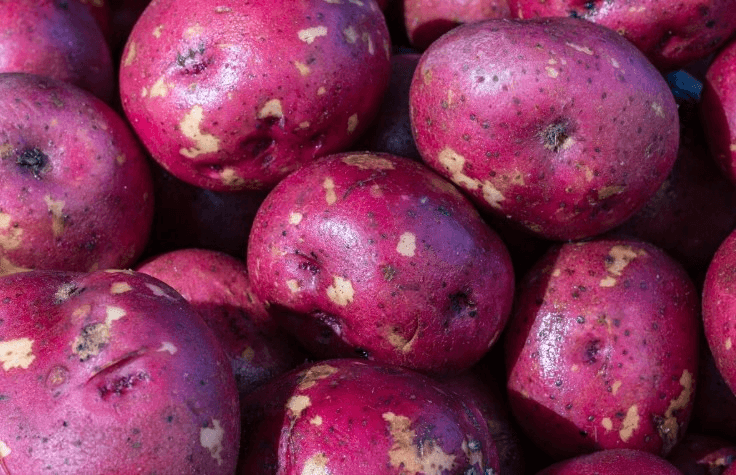 На Урале ученые вывели новый сорт картошки: она фиолетовая и дает высокий урожай