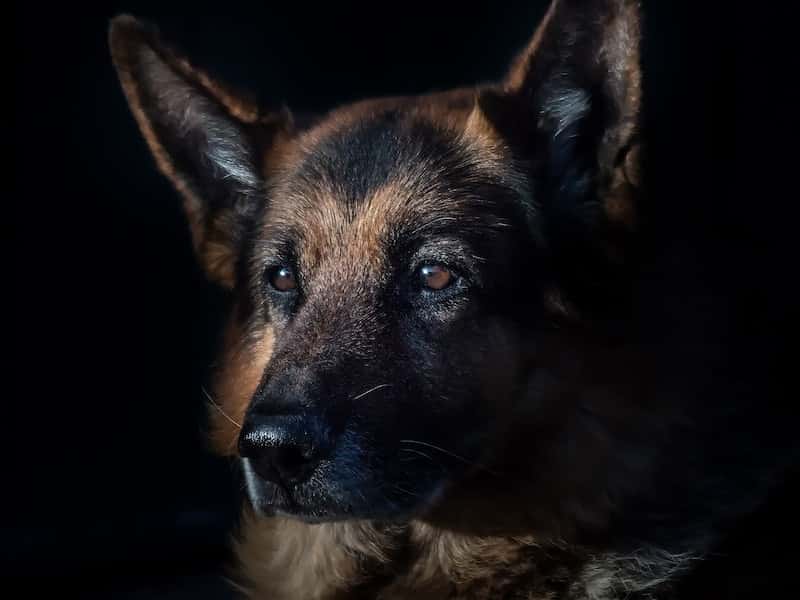 «Их держали взаперти»: в Свердловской области женщина увезла двух овчарок в неизвестном направлении