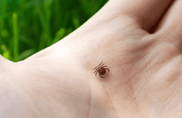 В Нижнем Тагиле зафиксировали случаи присасывания клещей: где это произошло?  