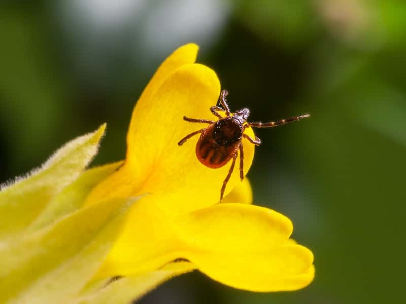 В 2025 году рекордное количество тагильчан могут столкнуться с клещами: что говорят эксперты