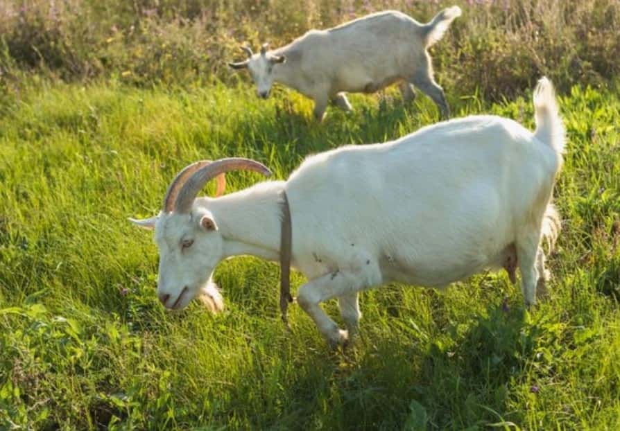 Интересные вакансии для свердловчан: можно стать сортировщиком книг или рабочим на козьей ферме