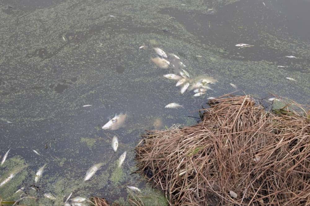 Под Нижним Тагилом провели проверку после сообщения о большом количестве мертвой рыбы
