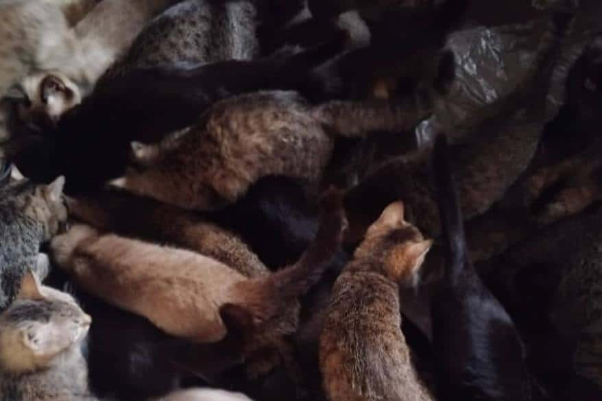 Тагильские волонтеры рассказали, что будут дальше делать с котами, найденными в квартире, полной больных животных