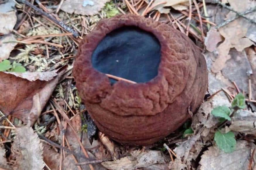 В Свердловской области грибник нашел редкий краснокнижный гриб, возвращающий молодость