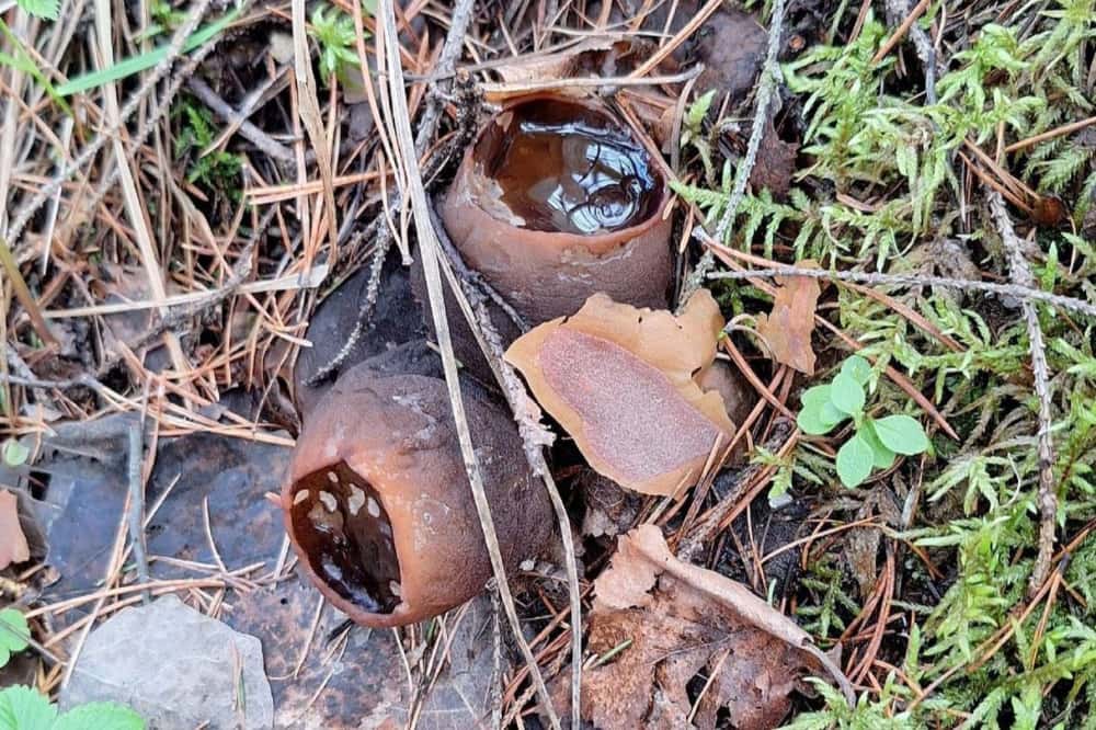 Под Нижним Тагилом вновь нашли редкий краснокнижный гриб – саркасому шаровидную