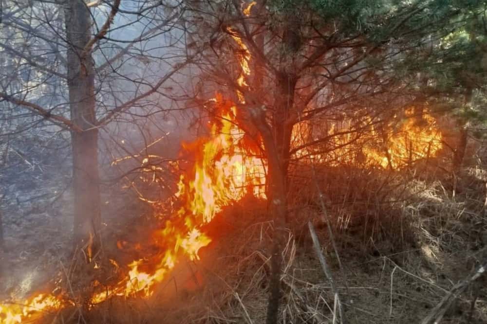Под Нижним Тагилом произошел крупный пожар, который распространялся в сторону леса