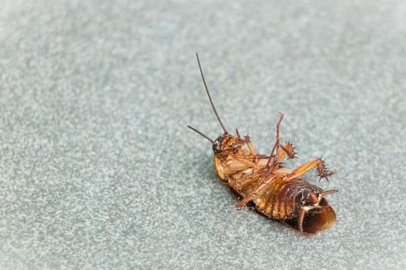 Нижний Тагил заполонили огромные тараканы: страдают жильцы дома на улице Пархоменко 