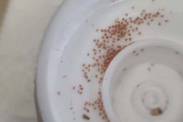 В Свердловскую область завезли полмиллиона полезных клещей