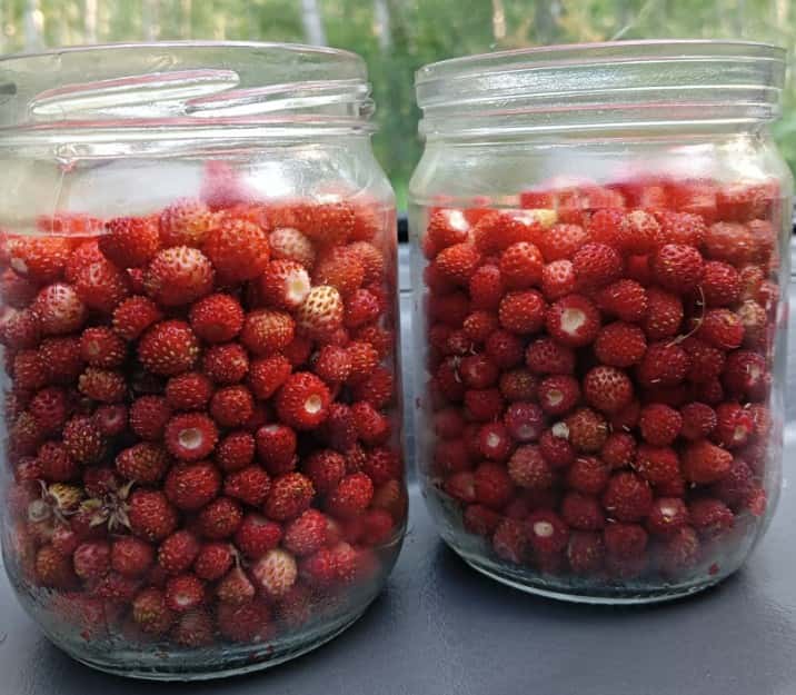 Свердловчане обнаружили первые земляничные поля и поделились кадрами урожая  