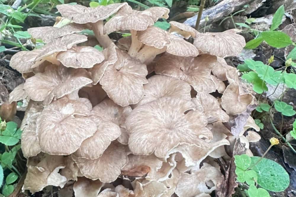 Свердловские грибники обнаружили удивительную находку – редкий краснокнижный гриб