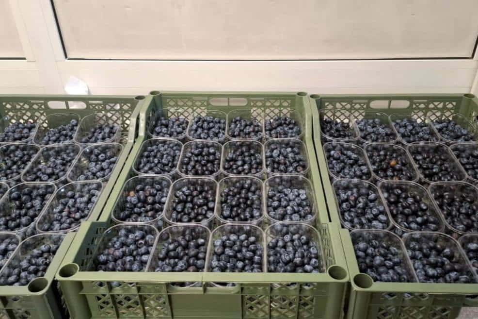 На полках свердловских магазинов появится первая пробная партия голубики из Узбекистана