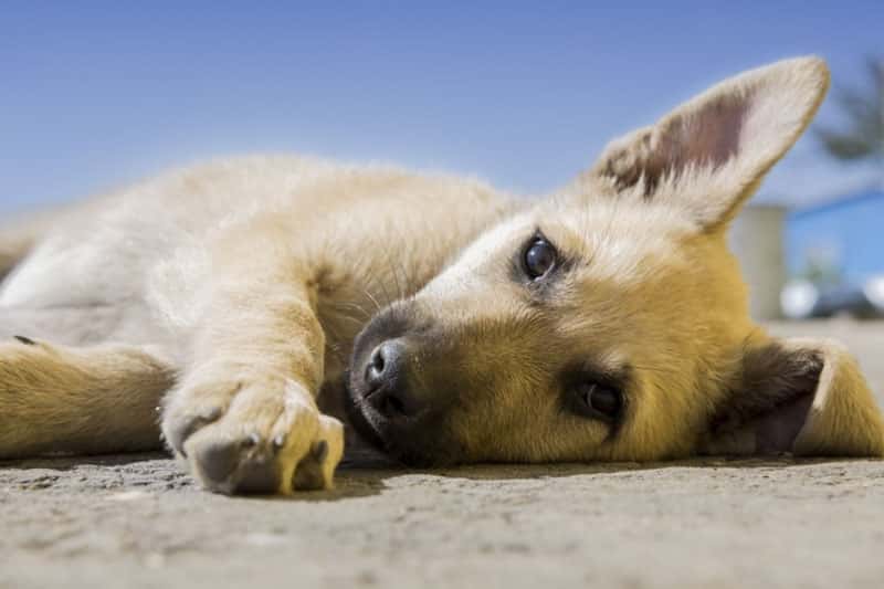 Что делать, если собака соседей воет, пока их нет дома: комментарий доктора юридических наук