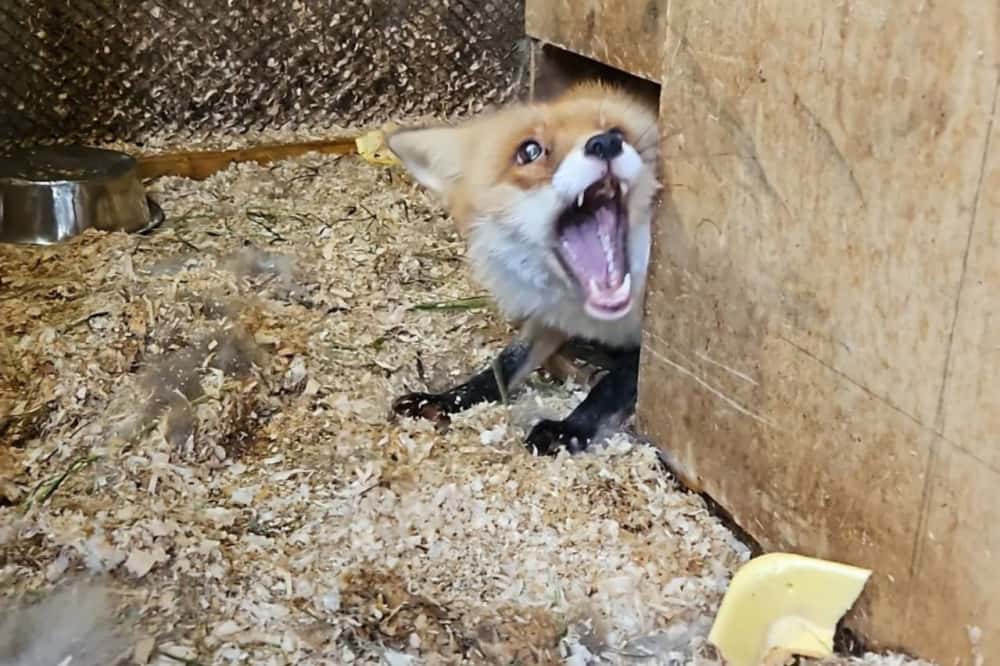 В Нижнем Тагиле волонтеры спасли лису, которую заперли в темном гараже 