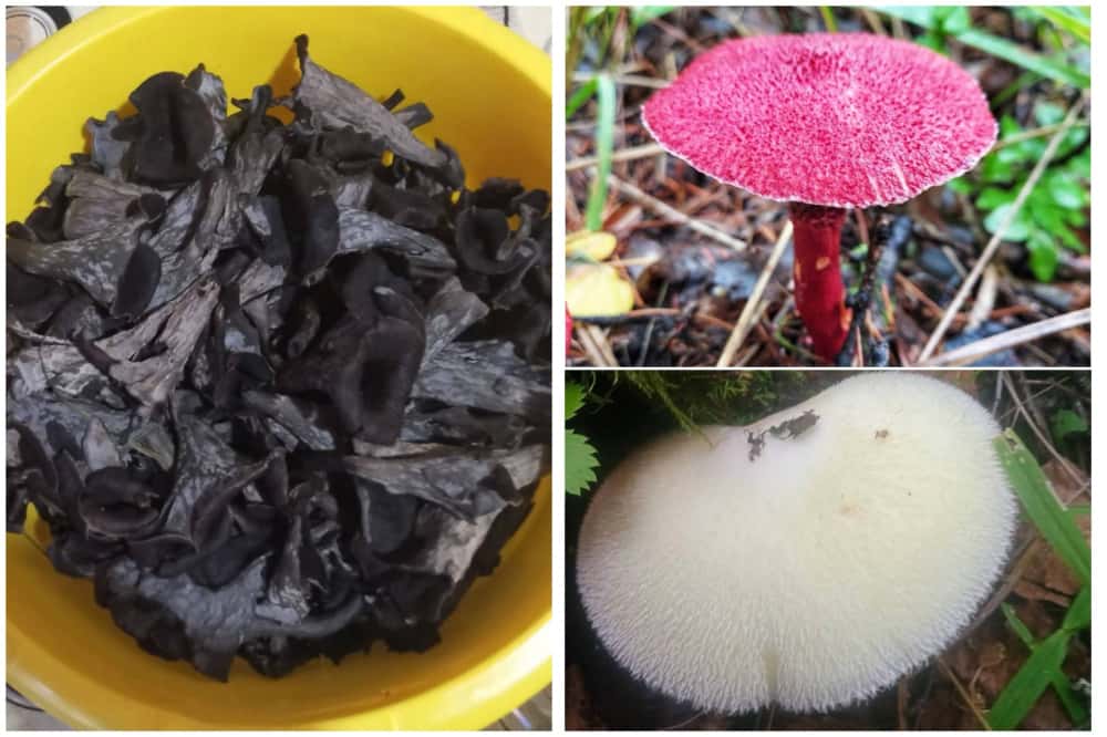 Черные лисички, ярко-розовые грибы и редкая Вольвариэлла шелковистая: находки свердловских грибников