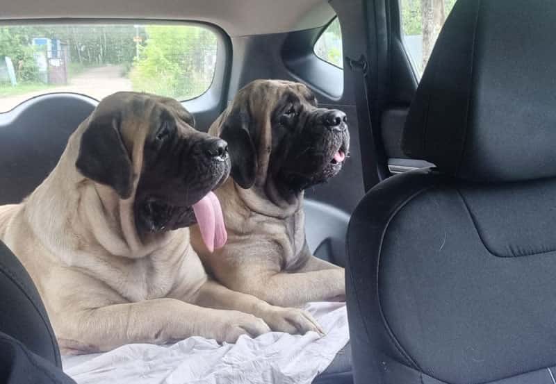 3 500 рублей за ночь: сколько стоит отпуск с питомцем в Свердловской области